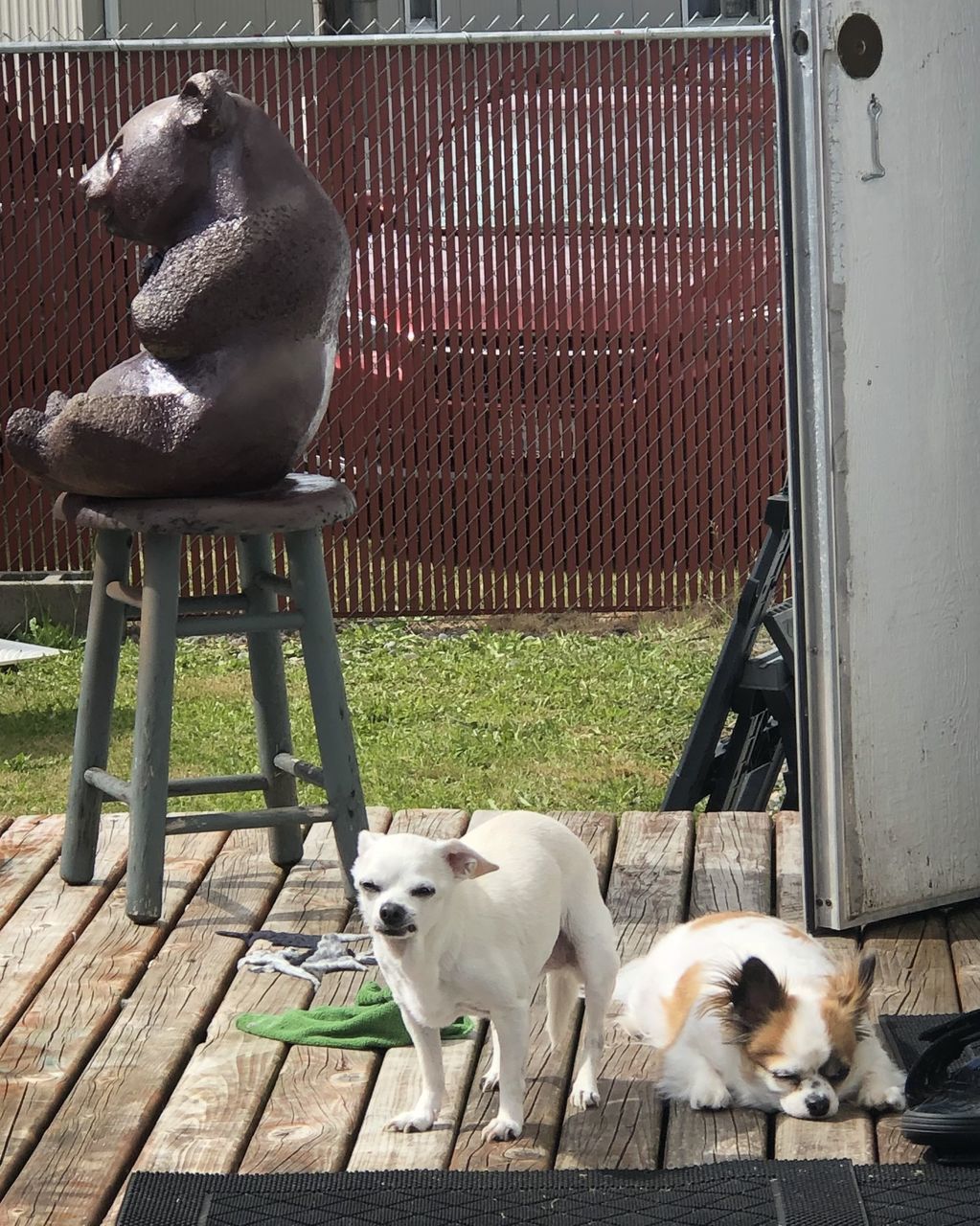DOGS STANDING ON METAL