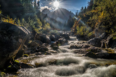 Scenic view of waterfall in forest