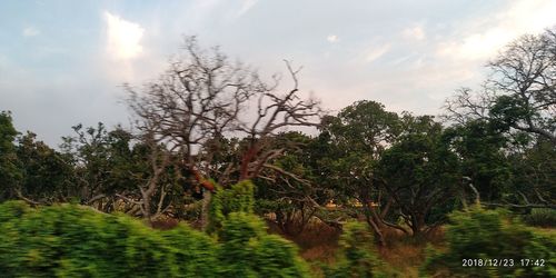 Trees in forest against sky