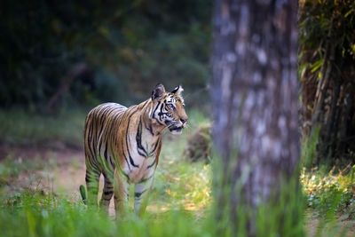 Tiger in forest