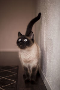 Portrait of cat looking up at home