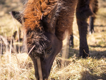 Close-up of horse on field