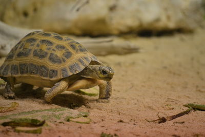 Close-up of a turtle on sand