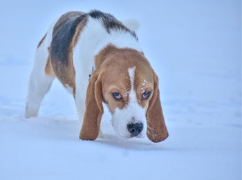 Close-up of a dog on snow