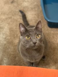 Close-up portrait of tabby cat