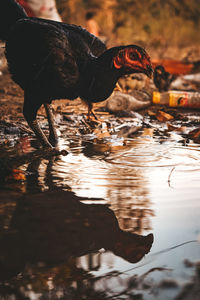 Reflection of birds drinking water in lake