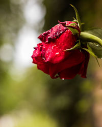 Close-up of red rose