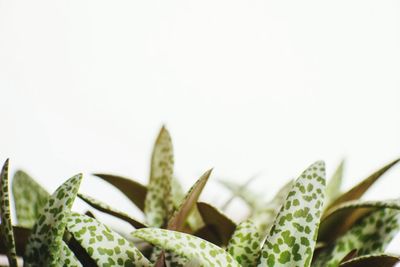 Close-up of succulent plant against white background