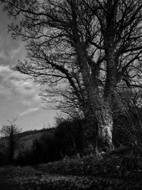 Bare trees on field