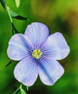 Close-up of flower against blurred background