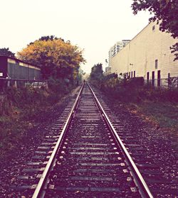 Railroad track along trees