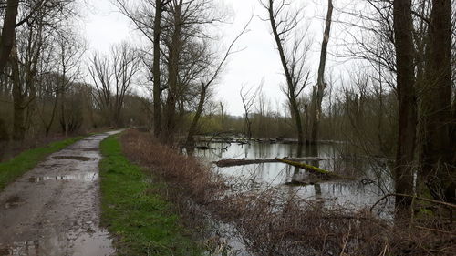 Dirt road amidst bare trees in forest against sky