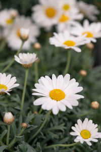 Close-up of white daisy flowers