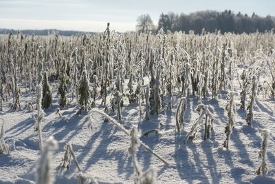 Panoramic view of snow covered field against sky