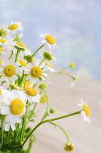 Close-up of yellow flowering plant