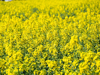 Yellow flowering plants on field