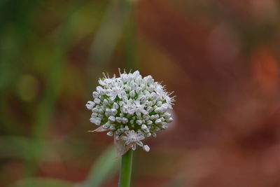 Close up of white flower of onion blooming in the nature