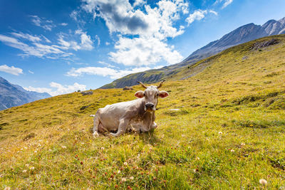 Horse on field against mountain range