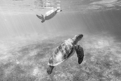 Sea turtles swimming underwater