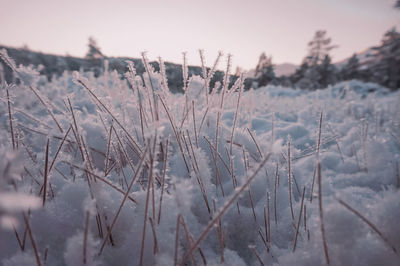 Close-up of frozen plants on field against sky