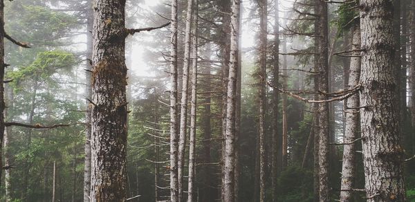 Pine trees in forest