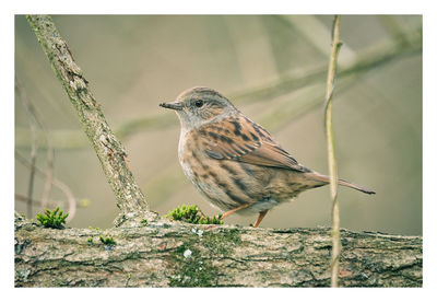 Close-up of bird perching on plant