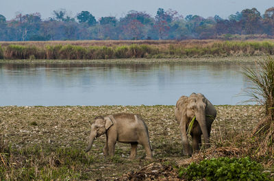 Elephant in water against sky