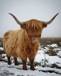 Highland cow  on snow covered field against sky