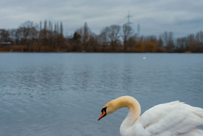 Swan swimming in lake