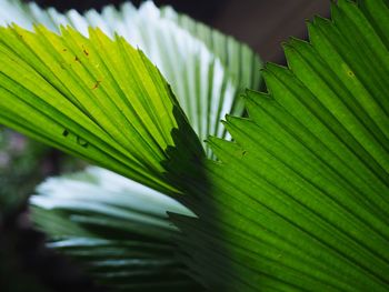 Close-up of fern leaves