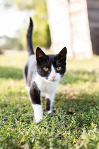 Portrait of a cat on field