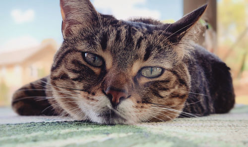 Close-up portrait of a cat