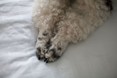 Dog resting on white surface