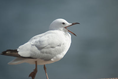 Seagull perching on white wall