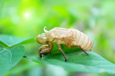 Close-up of insect on leaf