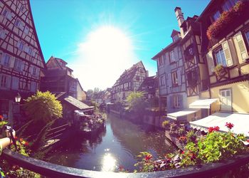 Sun shining through trees