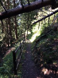 Trees in forest