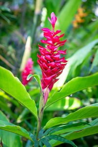 Close-up of pink flowering plant