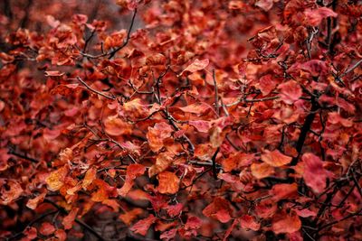 Close-up of red maple leaves on tree