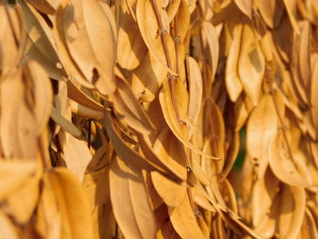 Full frame shot of yellow flowers