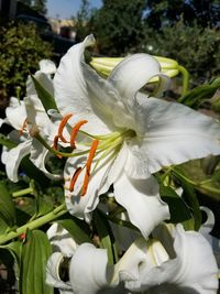 Close-up of white flowers