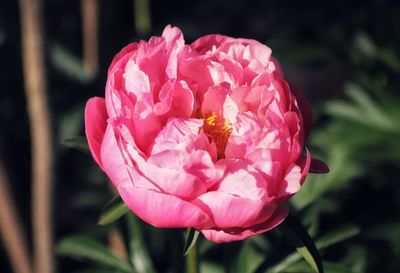 Close-up of pink rose