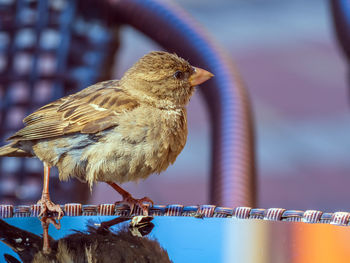 Fledgling of the sparrow is sitting on a specular table of street cafe.