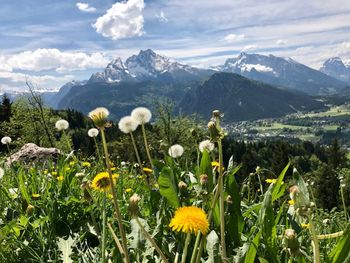 Flowers growing in mountains against sky