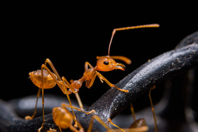 Close-up of insect