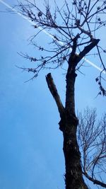 Low angle view of bare trees against sky