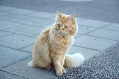 Portrait of cat sitting on footpath