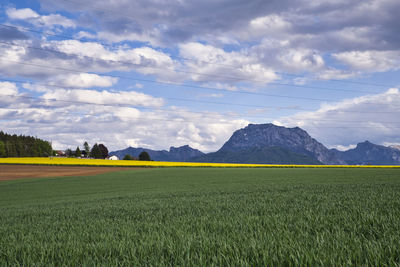 Scenic view of field against sky