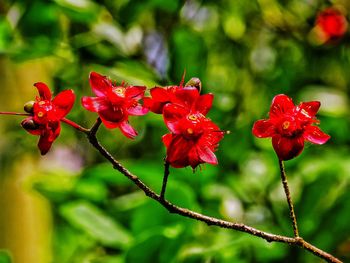 Close-up of red flowers