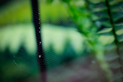 Close-up of leaf on plant